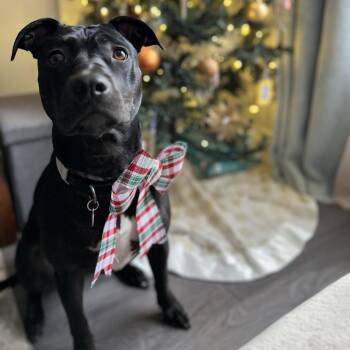 American Staffordshire Terrier Dogs Available for Adoption in Toronto, Ontario - Pepper $99 ADOPTION FEE | PetCurious