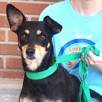 Onix -  Miniature Pinscher and Chihuahua Dog for Adoption in Carrollton, Texas - Onix | PetCurious