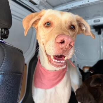 Elmyra Duff -  Yellow Labrador Retriever and Great Dane Dog for Adoption in Los Angeles, California - Elmyra Duff | PetCurious