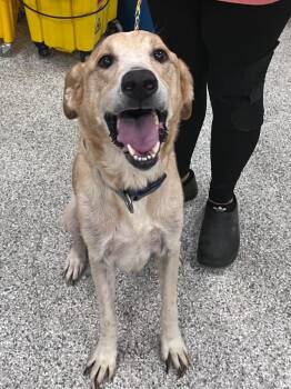 Max -  Labrador Retriever and Mixed Breed Dog for Adoption in Auburn, Indiana - Max | PetCurious