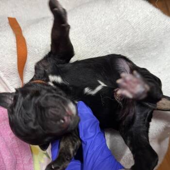 German Shepherd Dog Dogs Available for Adoption - Buzz (Orange 10) | PetCurious