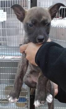 RADLEY -  Pit Bull Terrier and Mixed Breed Dog for Adoption in Salinas, California - RADLEY | PetCurious