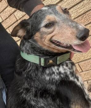 Rescue Australian Cattle Dog Blue Heeler Dogs for Adoption in Indianapolis, Indiana - Twix | PetCurious