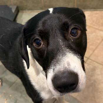 Mixed Breed Dogs Available for Adoption in Chattanooga, Tennessee - Kyle | PetCurious