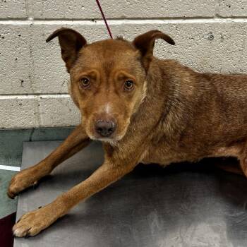Mixed Breed Dogs Available for Adoption in Memphis, Tennessee - Star Fire | PetCurious