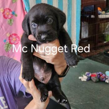 McNugget -  Basset Hound and Mixed Breed Dog for Adoption in Fairfax Station, Virginia - McNugget | PetCurious