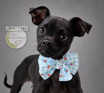 Elizabetta -  Pug and Chihuahua Dog for Adoption in Benton, Louisiana - Elizabetta | PetCurious