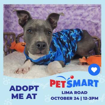 Astro -  Terrier Dog for Adoption in Fort Wayne, Indiana - Astro | PetCurious