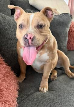 Maybelline -  American Staffordshire Terrier Dog for Adoption in Merrillville, Indiana - Maybelline | PetCurious