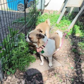 Larry -  Pug and Mixed Breed Dog for Adoption in Buffalo, Minnesota - Larry | PetCurious