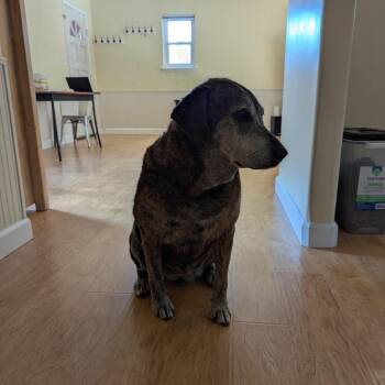 Fiona -  Catahoula Leopard Dog and Labrador Retriever Dog for Adoption in Lakehead, California - Fiona | PetCurious