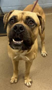 Cassius -  Mixed Breed Dog for Adoption in Chamblee, Georgia - Cassius | PetCurious