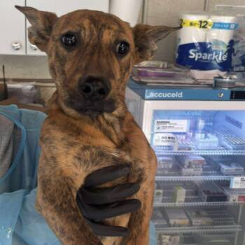 Rescue Mixed Breed Dogs for Adoption in Huntington, West Virginia - Larson | PetCurious