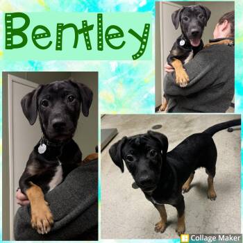 Labrador Retriever and Rottweiler Dogs Available for Adoption in Clearfield, Pennsylvania - Bentley | PetCurious