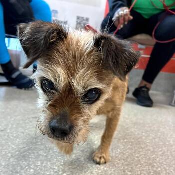 Wirehaired Terrier Dogs Available for Adoption in La Grange, Kentucky - Sasha | PetCurious