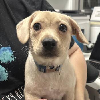 Louie A2285707 -  Chihuahua and Dachshund Dog for Adoption in Los Angeles, California - Louie A2285707 | PetCurious