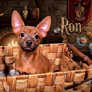 Mixed Breed Dogs Available for Adoption in Joliet, Illinois - Ron | PetCurious