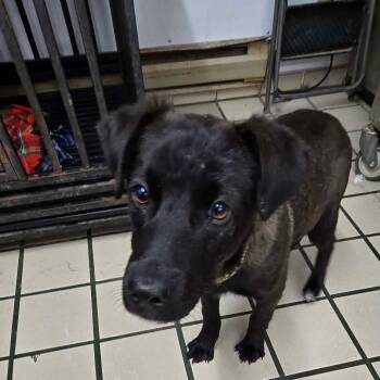 Retriever Dogs Available for Adoption - Zeke RR NM | PetCurious