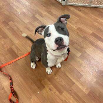 Mixed Breed Dogs Available for Adoption in Springboro, Ohio - Edie | PetCurious