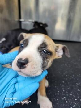 American Staffordshire Terrier Dogs Available for Adoption in San Antonio, Texas - TITA | PetCurious