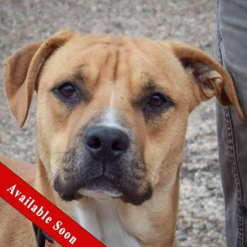Brinkley -  Boxer and Anatolian Shepherd Dog for Adoption in Huntley, Illinois - Brinkley | PetCurious