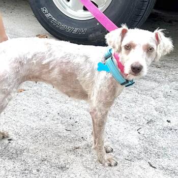 Dolly Mae - s -  Miniature Poodle Dog for Adoption in Sequatchie, Tennessee - Dolly Mae - S | PetCurious
