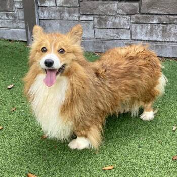 Corgi Dogs Available for Adoption - Carley 4526 | PetCurious