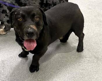 Basset Hound and Pit Bull Terrier Dogs Available for Adoption in Tustin, California - MONTANA | PetCurious