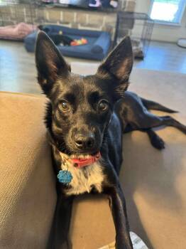 Rescue Chihuahua Dogs for Adoption in Anna, Texas - Pixie | PetCurious