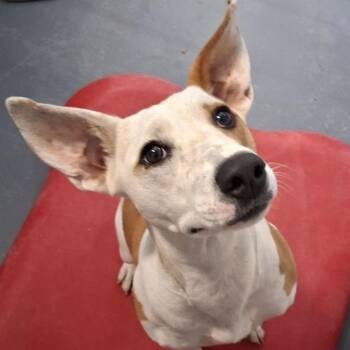 Terrier Dogs Available for Adoption in Kingman, Arizona - Maple | PetCurious