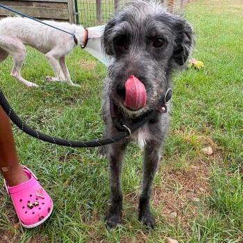 Juni -  Mixed Breed and Terrier Dog for Adoption in Houston, Texas - Juni | PetCurious
