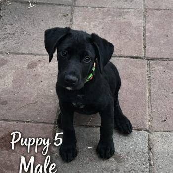 Pointer and Australian Cattle Dog Blue Heeler Dogs Available for Adoption - Duke | PetCurious