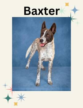 Baxter -  Australian Cattle Dog Blue Heeler Dog for Adoption in Las Vegas, New Mexico - Baxter | PetCurious