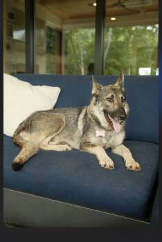 Bella- loyal bestie and road trip buddy -  Belgian Shepherd Malinois Dog for Adoption in Conway, South Carolina - Bella- Loyal Bestie And Road Trip Buddy | PetCurious