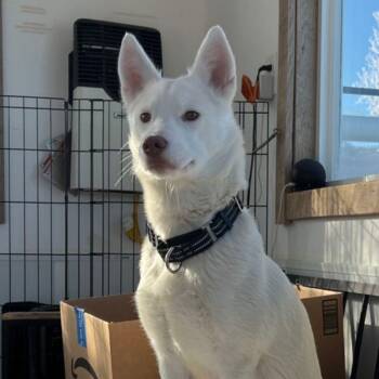 Husky Dogs Available for Adoption - Mary | PetCurious