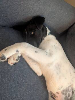 Border Collie and Cattle Dog Dogs Available for Adoption in Salt Lake City, Utah - Winne Foster | PetCurious