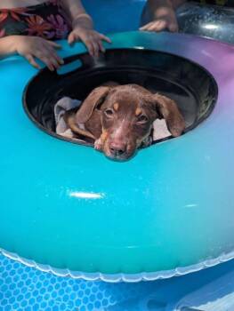 Loretta -  Chihuahua Dog for Adoption in Manhattan, Kansas - Loretta | PetCurious