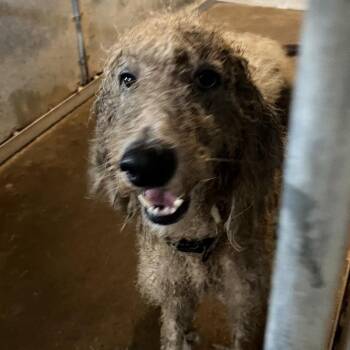 Dr. Doofenshmirtz -  Standard Poodle Dog for Adoption in Edinburg, Texas - Dr. Doofenshmirtz | PetCurious
