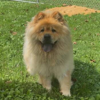 Katie -  Chow Chow Dog for Adoption in Fairmont, West Virginia - Katie | PetCurious