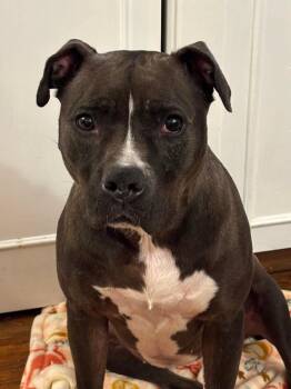 Pit Bull Terrier Dogs Available for Adoption - Bella | PetCurious