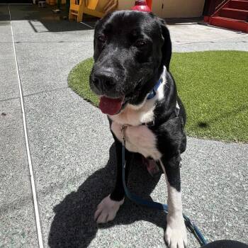 Messi 14228 -  Black Labrador Retriever and Mastiff Dog for Adoption in San Francisco, California - Messi 14228 | PetCurious