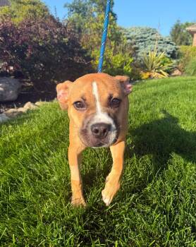 Moon Pie -  Pit Bull Terrier Dog for Adoption in Germantown, Ohio - Moon Pie | PetCurious