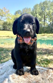 Monopoly -  Black Labrador Retriever and Mixed Breed Dog for Adoption in Pittsboro, North Carolina - Monopoly | PetCurious