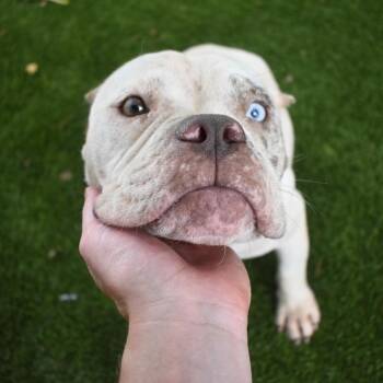 Missy -  American Bulldog and French Bulldog Dog for Adoption in St. Petersburg, Florida - Missy | PetCurious