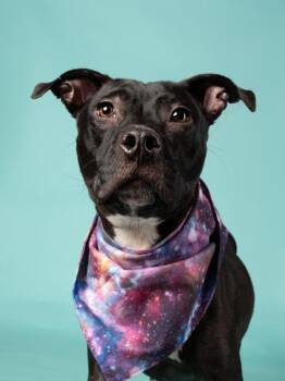 SHIMMER -  Pit Bull Terrier and Mixed Breed Dog for Adoption in Atlanta, Georgia - SHIMMER | PetCurious