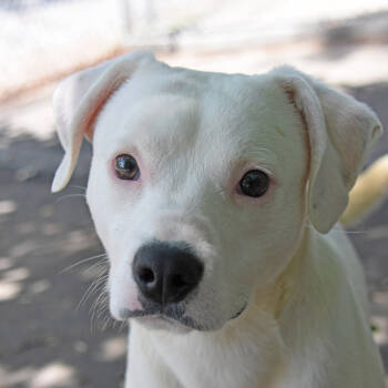 Rescue Pit Bull Terrier Dogs for Adoption in Columbus, North Carolina - Shaggy | PetCurious