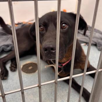 Charlie -  Labrador Retriever and Pit Bull Terrier Dog for Adoption in Portland, Indiana - Charlie | PetCurious