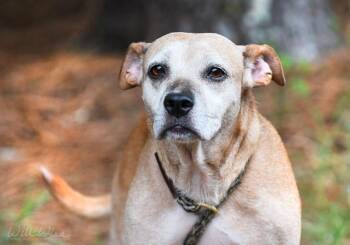 Pepper -  Jack Russell Terrier and Beagle Dog for Adoption in Monroe, Georgia - Pepper | PetCurious