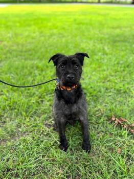 Scooby -  Wirehaired Terrier and Mixed Breed Dog for Adoption in Aiken, South Carolina - Scooby | PetCurious