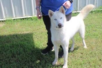 BOLT -  Siberian Husky and Mixed Breed Dog for Adoption in Kenansville, North Carolina - BOLT | PetCurious